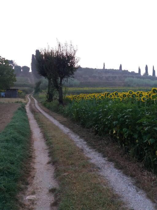 Podere Gian Battaglia フチェッキオ エクステリア 写真
